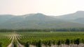 Grape Wineland Countryside Landscape Background of Hills With Mountain Backdrop