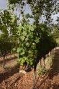 Grape wines in vineyard, Napa Valley Royalty Free Stock Photo