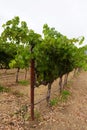 Grape wines in vineyard, Napa Valley Royalty Free Stock Photo