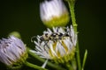 Grape wood borer Chlorophorus varius