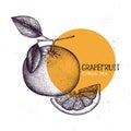 Grapefruit vintage design template. Botanical illustration. Engraved pomelo. Vector drawing. Citrus fruit.