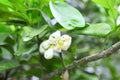 Grapefruit blossom in the spring time Royalty Free Stock Photo