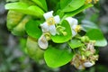 Grapefruit blossom in the spring time Royalty Free Stock Photo
