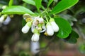 Grapefruit blossom in the spring time Royalty Free Stock Photo