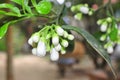 Grapefruit blossom in the spring in Vietnam Royalty Free Stock Photo
