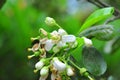 Grapefruit blossom in the spring in Vietnam Royalty Free Stock Photo