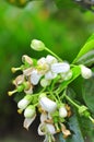 Grapefruit blossom in the spring in Vietnam Royalty Free Stock Photo