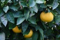 Grapefruit in the branch. Citrus tree in the garden. Royalty Free Stock Photo
