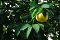 Grapefruit in the branch. Citrus tree in the garden. Royalty Free Stock Photo
