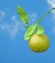 Grapefruit on branch