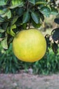 Grapefruit on a branch