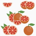 Grapefruit. Citrus fruit with leaf - whole, half, slice. Vector.