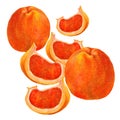 Grapefruit, colored pencil, pattern Royalty Free Stock Photo