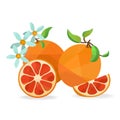 Grapefruit and flower vector objects Royalty Free Stock Photo