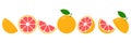 Grapefruit fresh slices set. Cut grapefruits fruit slice for juice Royalty Free Stock Photo