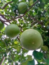 grapefruit fruit plant young grapefruit fruit grapefruit agriculture