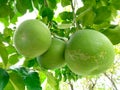 grapefruit fruit plant young grapefruit fruit grapefruit agriculture