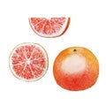 Grapefruit Fruit Watercolor Royalty Free Stock Photo
