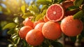 grapefruit growing in garden at sunny day.