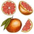 Grapefruit, half of fruit, slice. Full color realistic sketch Royalty Free Stock Photo