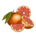 Grapefruit, half of fruit, slice. Royalty Free Stock Photo