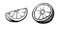 Grapefruit. Hand drawing. Lemon, Orange, Mandarin, Citrus, Lime. Set: whole and cut half. Monochrome black and white drawing. Felt