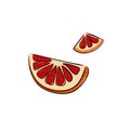 Grapefruit hand drawn on white isolated backdrop. Citrus fruit for gift card, healthy food shop logo, bath tile, juice