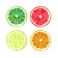 Grapefruit, orange, lime and lemon slices collection Royalty Free Stock Photo