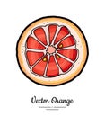Grapefruit orange slice vector isolated. Orange red pink cut chopped round slice. Fruit hand drawn. Sweet citrus food Royalty Free Stock Photo