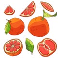 Grapefruit pieces icon set on white isolated backdrop stock vector illustration Royalty Free Stock Photo