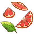 Grapefruit pieces and leaf on white isolated backdrop stock vector illustration Royalty Free Stock Photo