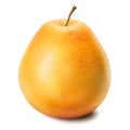 Grapefruit ruby isolated Royalty Free Stock Photo