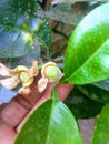 Grapefruit seed and leaf Royalty Free Stock Photo