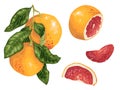 Grapefruit set with fruits on the branch and slices in realistic