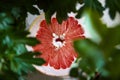 Grapefruit slice with juicy red flesh, closeup. Fresh ripe grapefruit citrus fruit and blurred houseplant green leaves Royalty Free Stock Photo