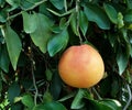 Grapefruit on a tree