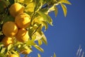 Grapefruit tree Royalty Free Stock Photo