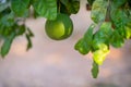 Grapefruit tree. Branch with fresh fruits and leaves. Citrus garden in Sicily, Italy Royalty Free Stock Photo