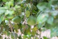 Grapefruit tree. Branch with fresh green fruits and leaves. Citrus garden in Sicily