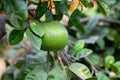 Grapefruit tree. Branch with fresh green fruits and leaves. Citrus garden in Sicily Royalty Free Stock Photo