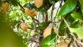 grapefruit tree camera zooms in behind the leaves and sees many grapefruit fruits