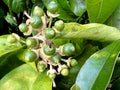 grapefruit tree camera zooms in behind the leaves and sees many grapefruit fruits