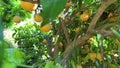 grapefruit tree camera zooms in behind the leaves and sees many grapefruit fruits