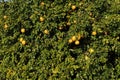 Grapefruit tree with fresh grown Grapefruits. Royalty Free Stock Photo