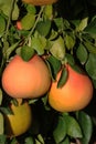 Grapefruit tree with fresh grown Grapefruits. Royalty Free Stock Photo