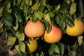 Grapefruit tree with fresh grown pink Grapefruits. Royalty Free Stock Photo