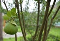 Grapefruit on a tree