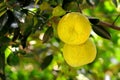 Grapefruit Royalty Free Stock Photo