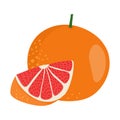 Grapefruit vector.Fresh grapefruit illustration.