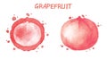 Grapefruit. Watercolor illustration